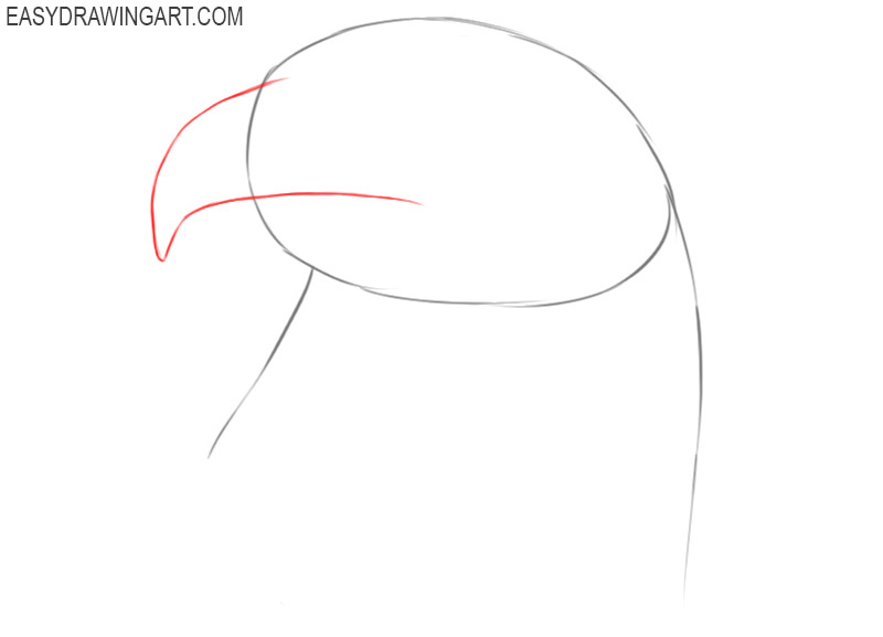 how to draw a realistic eagle head step by step