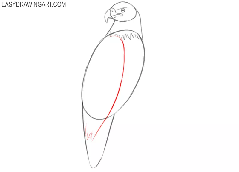 how to draw an eagle with color