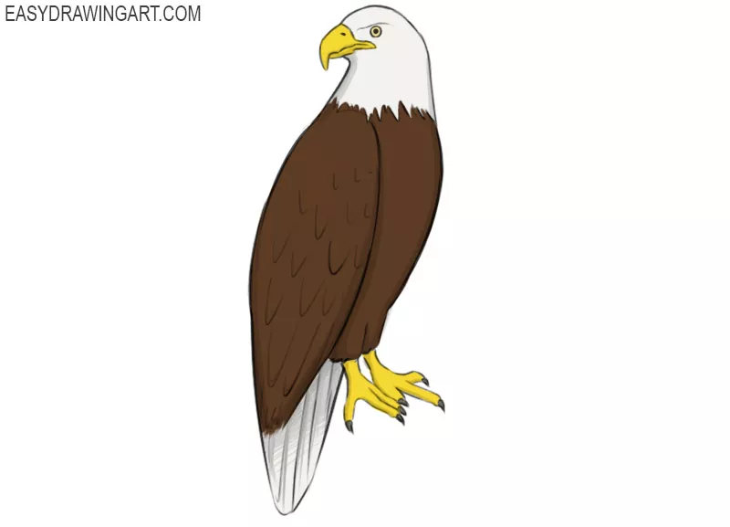 how to draw an eagle