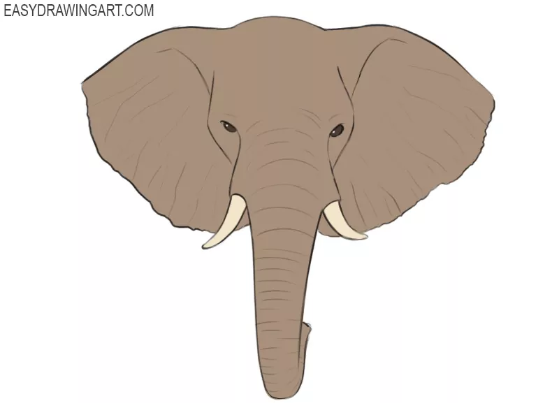 How to Draw an Elephant Head Easy Drawing Art