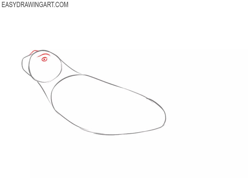 how to draw an iguana easy step by step
