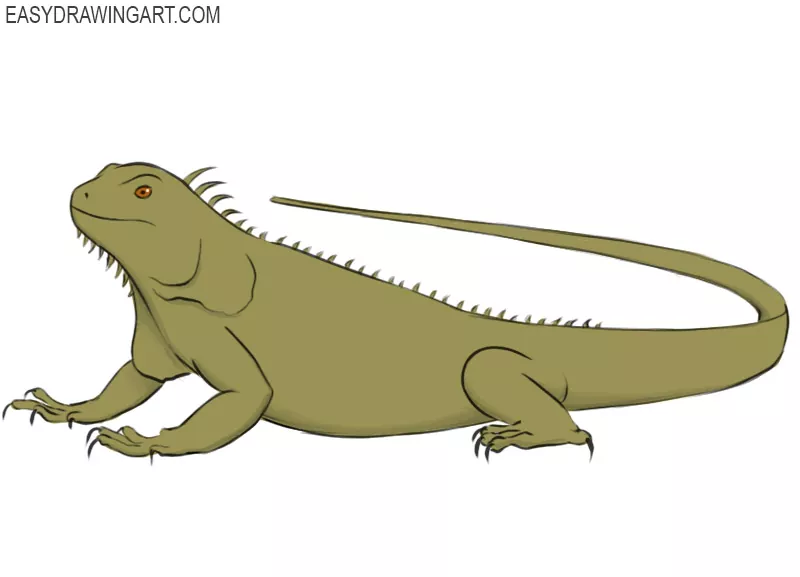 how to draw an iguana
