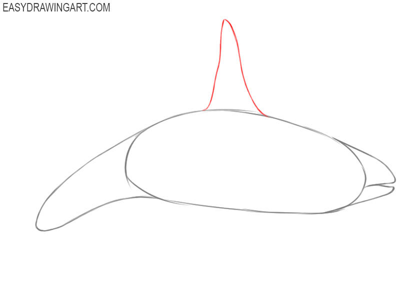 How to draw an orca: step 5