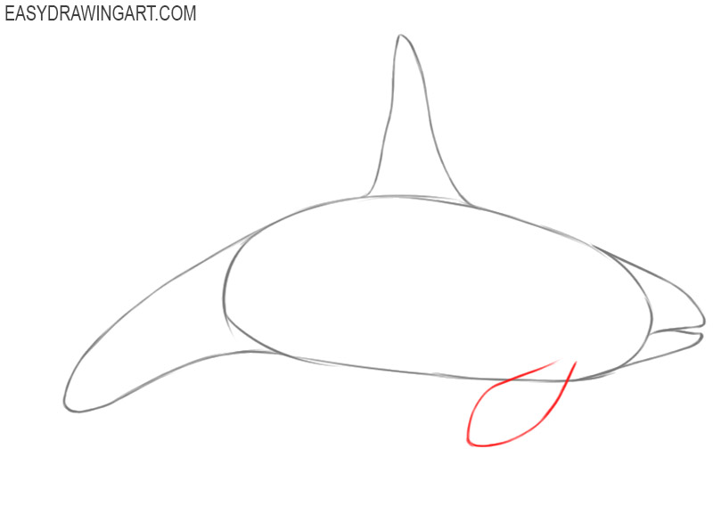 How to draw an orca: step 6