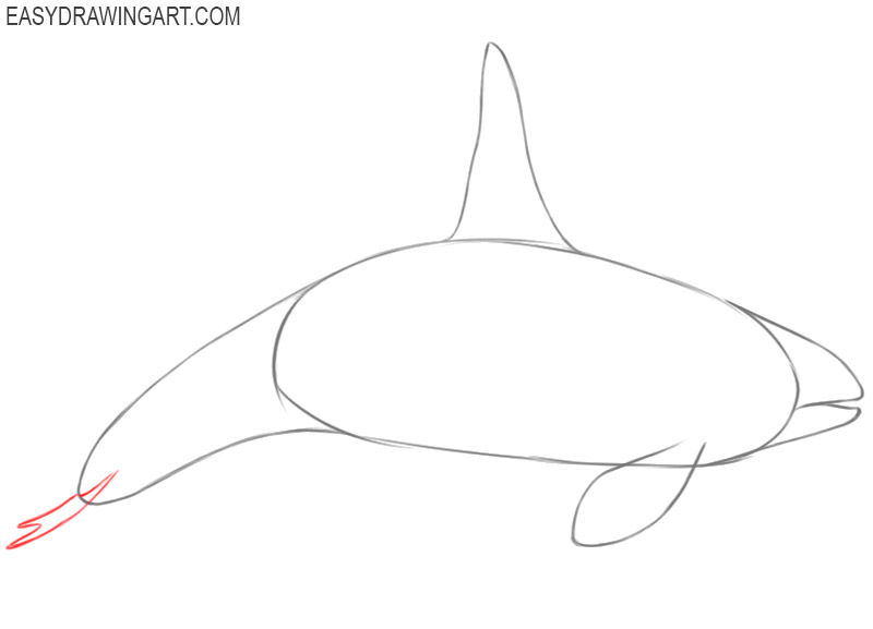 How to draw an orca: step 7