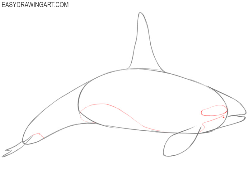 How to draw an orca: step 8