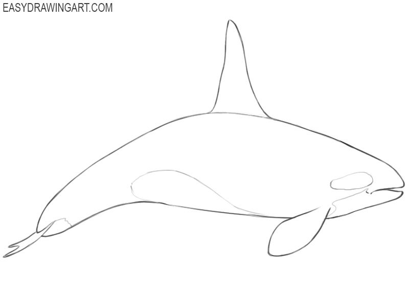 How to draw an orca: step 9