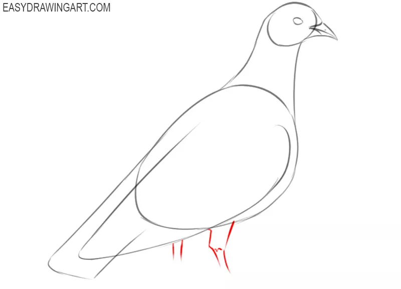 how to draw an animal pigeon
