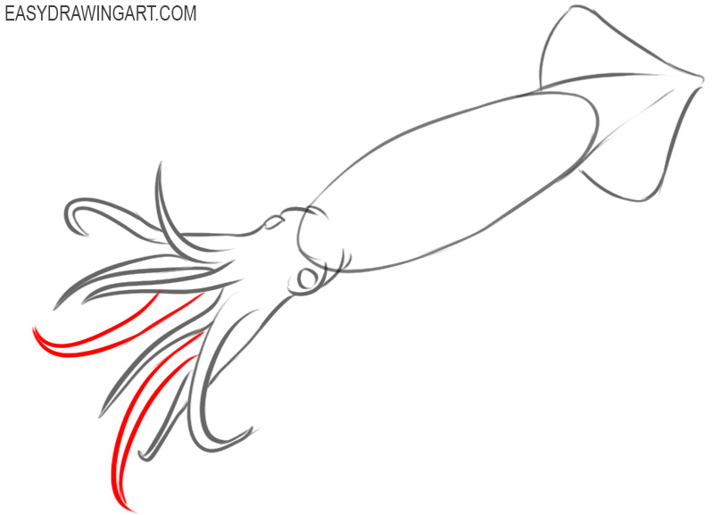 how to draw easy squid step by step