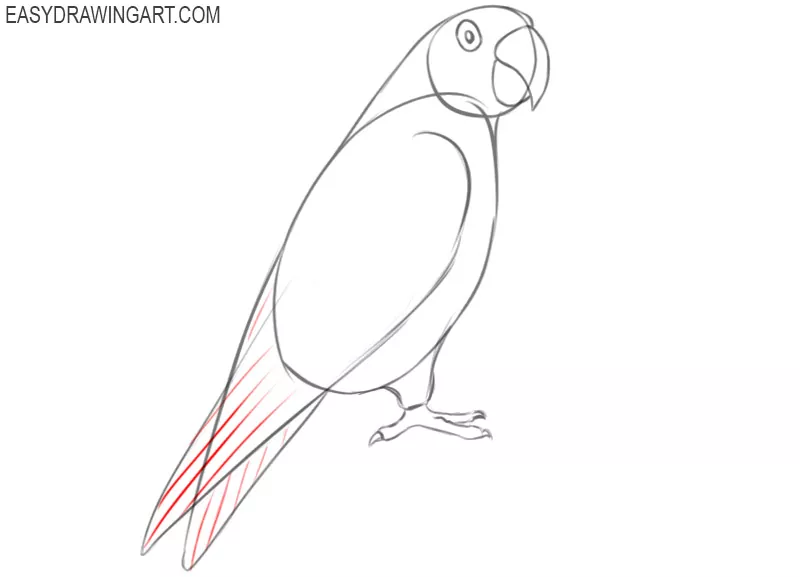 easy drawings of parrots
