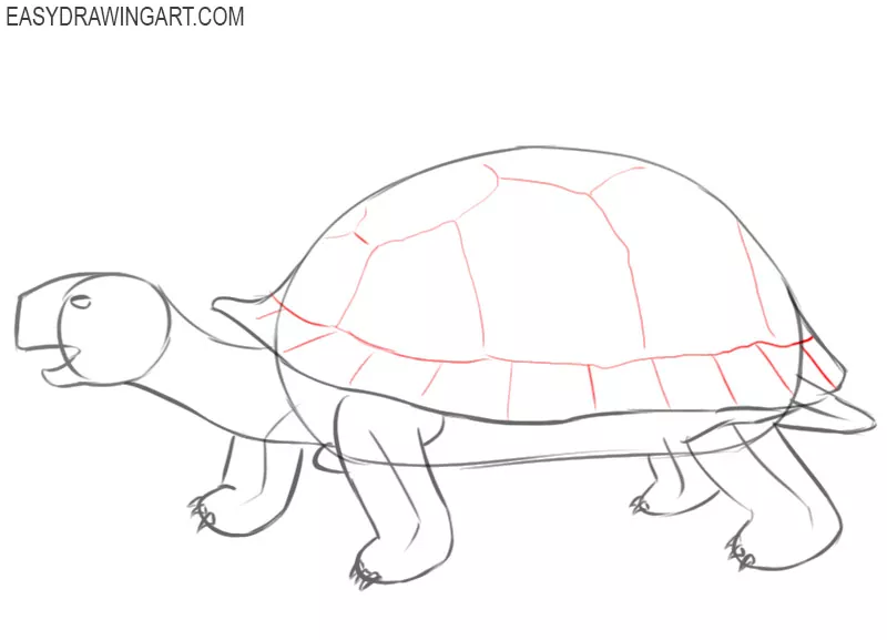 how to draw pictures of tortois
