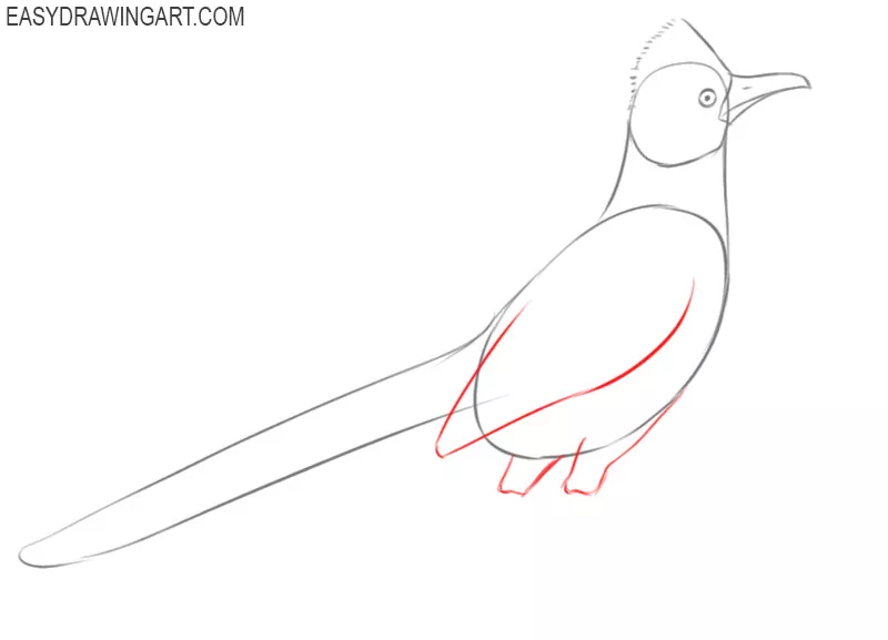 how to draw a quetzal step by step