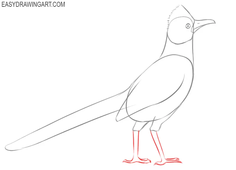 how to draw roadrunner step by step easy