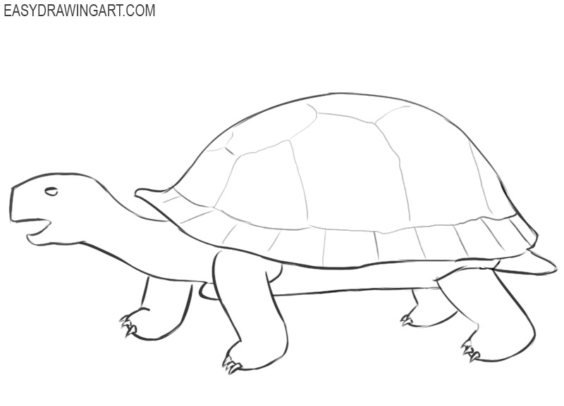 How to Draw a Tortoise Easy Drawing Art