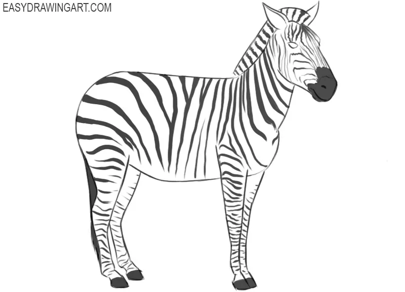 https://easydrawingart.com/wp-content/uploads/2019/07/how-to-draw-zebra-on-paper.jpg.webp