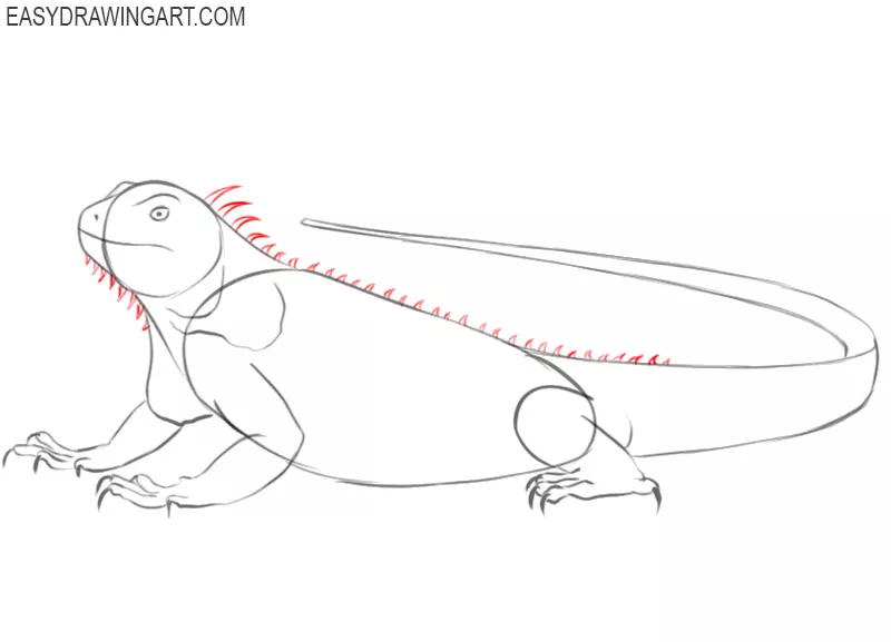iguana drawings images
