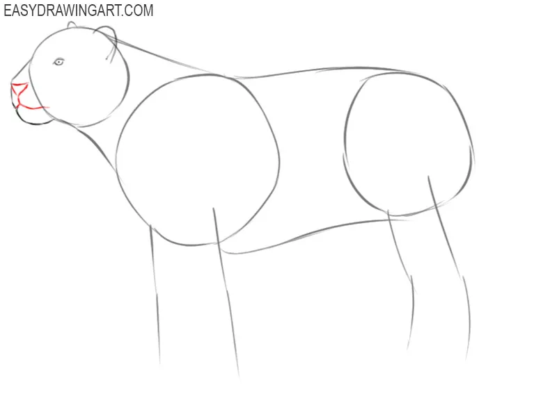 images of how to draw a tige