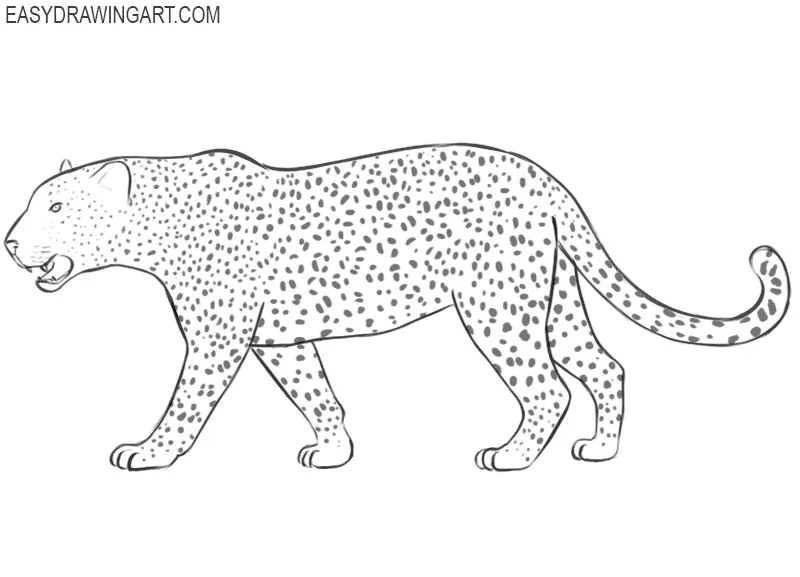 leopard drawing images
