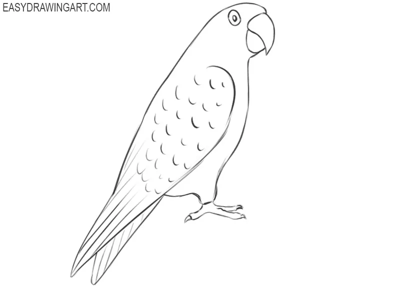 parrot drawing easy