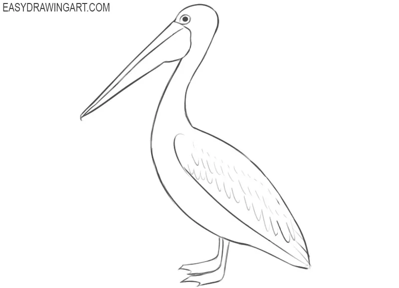 pelican drawing color