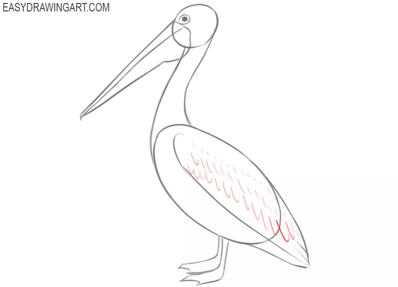pelican drawing easy