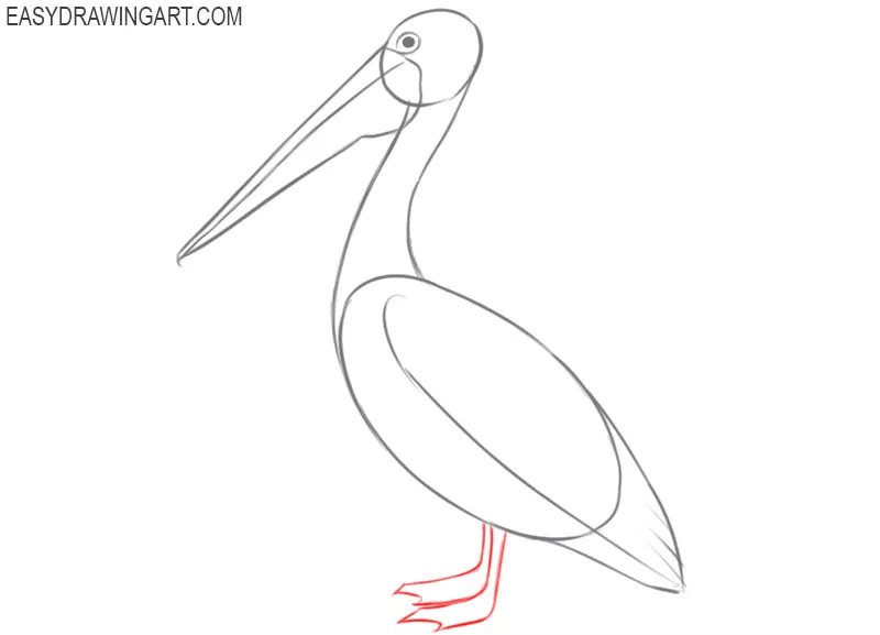pelican drawing step by step
