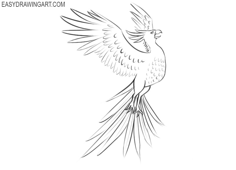phoenix drawing step by step