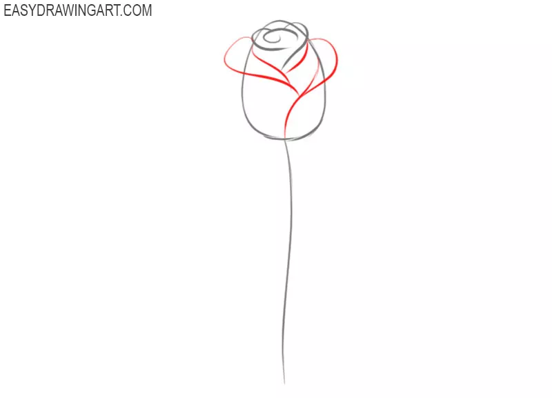 pics of how to draw a rose