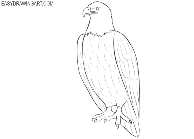 pictures of how to draw a bald eagle