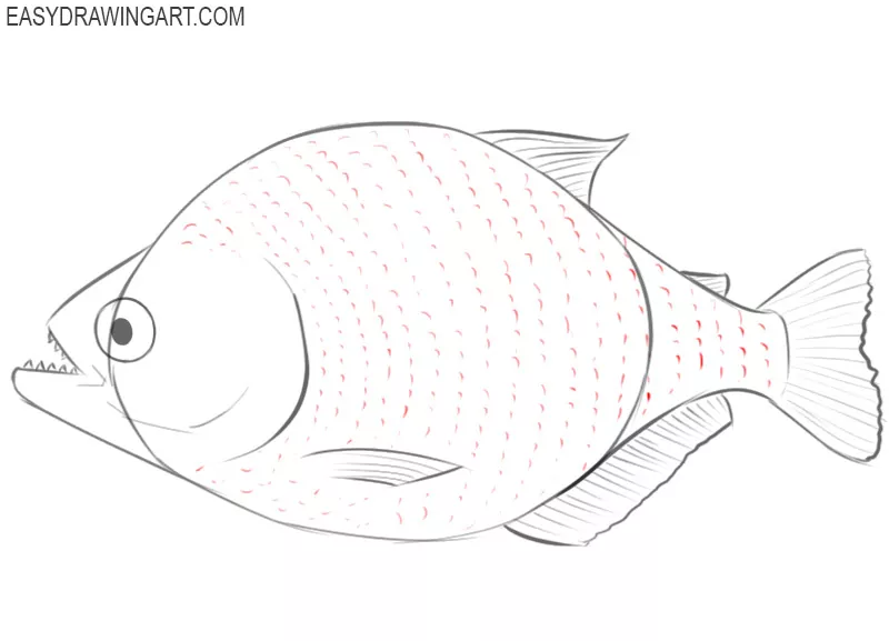 piranha drawing step by step