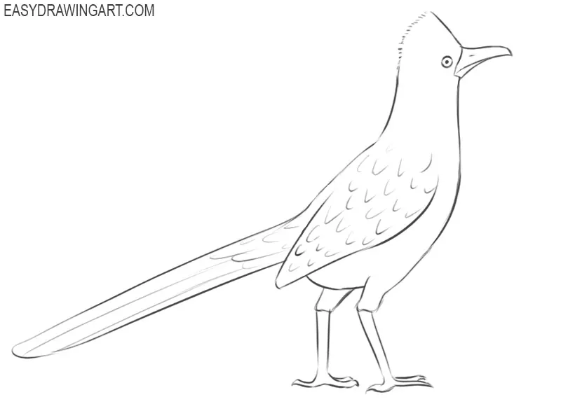 roadrunner bird drawing