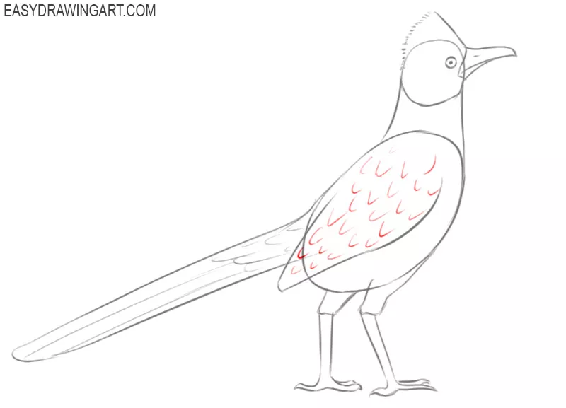 roadrunner bird how to draw