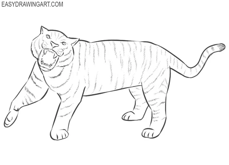 roaring tiger drawing for beginners by pencil