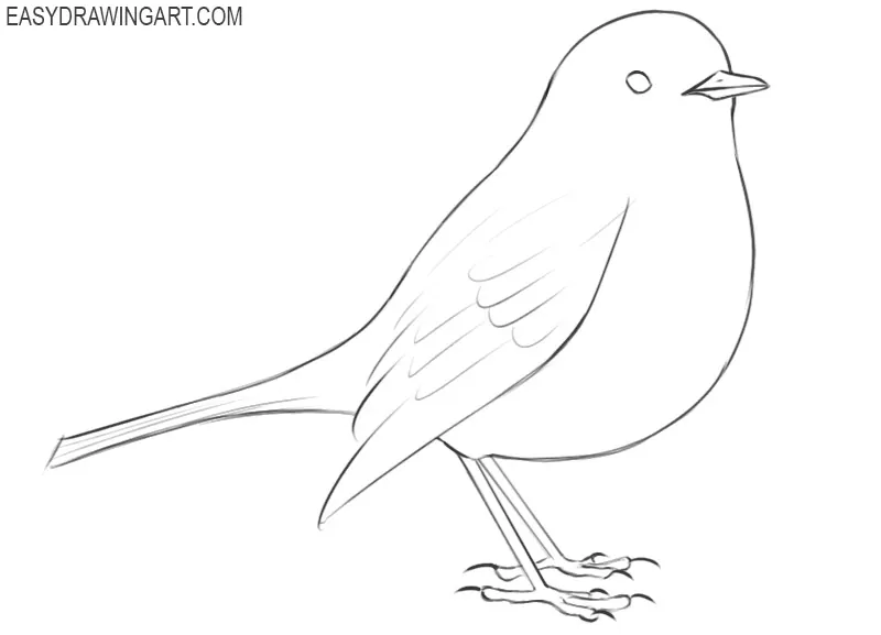 robin bird drawing easy