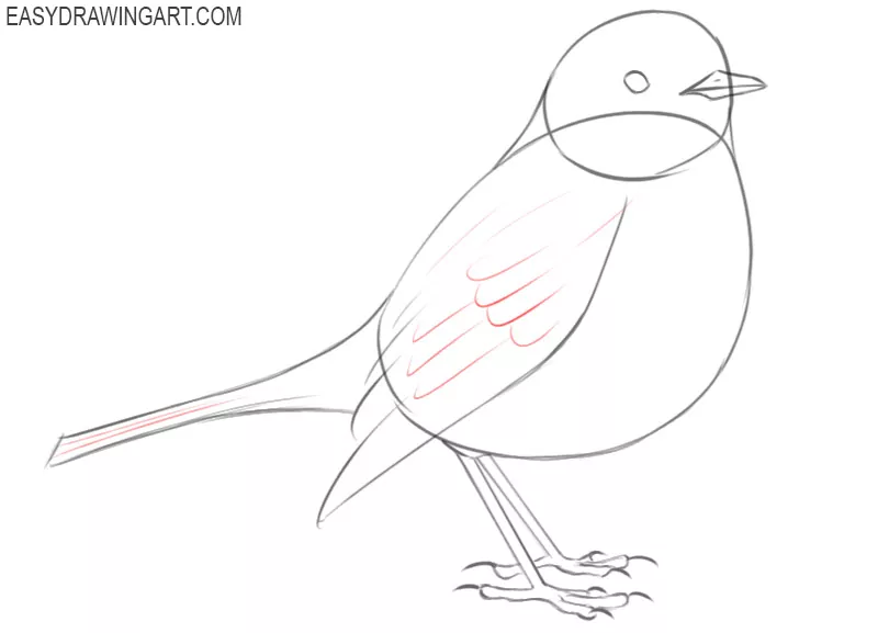 robin bird drawing step by step