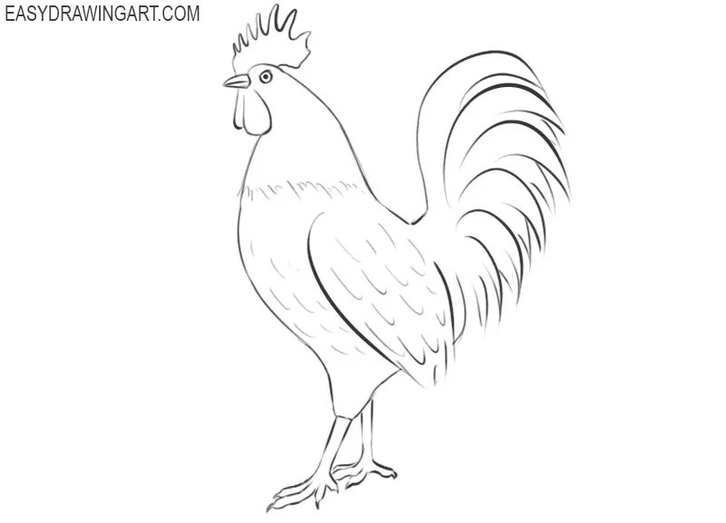 rooster drawing step by step