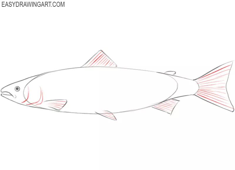 salmon drawing easy