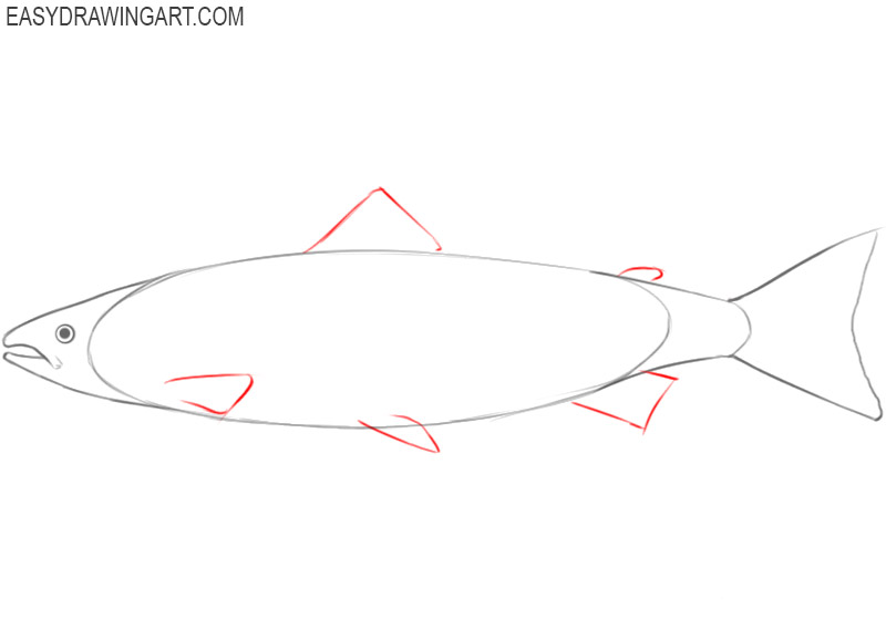 salmon drawing easy