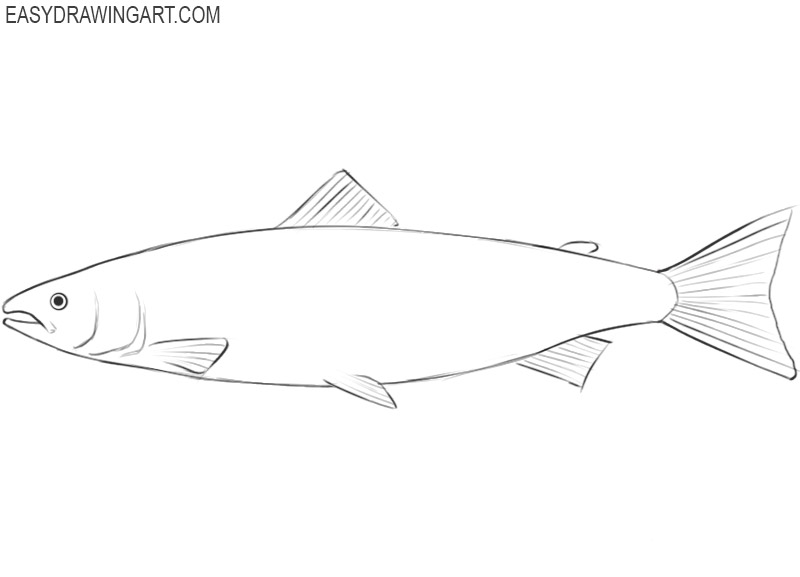 salmon drawing image