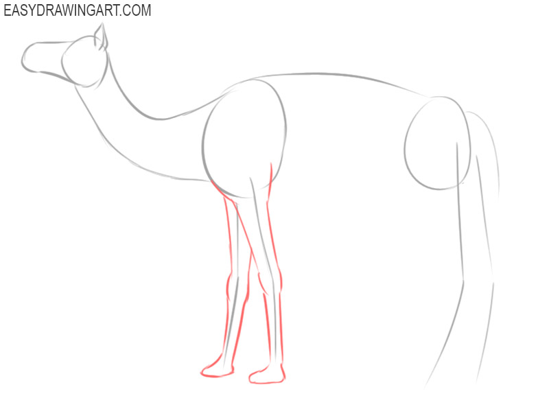 steps of how to draw a camel