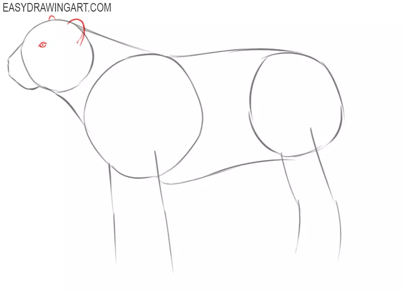 steps of how to draw a tiger