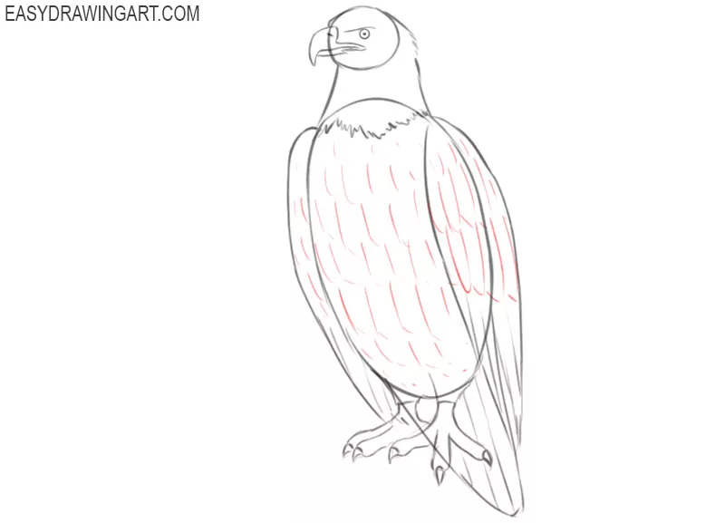 steps on how to draw a bald eagle