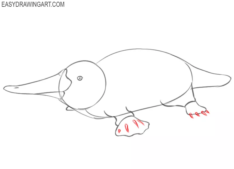 steps on how to draw a platypus