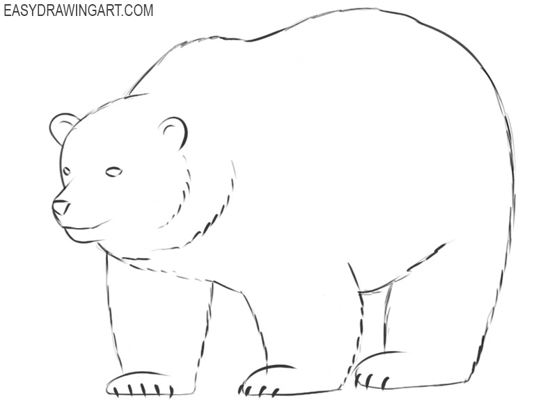 steps on how to draw a polar bear