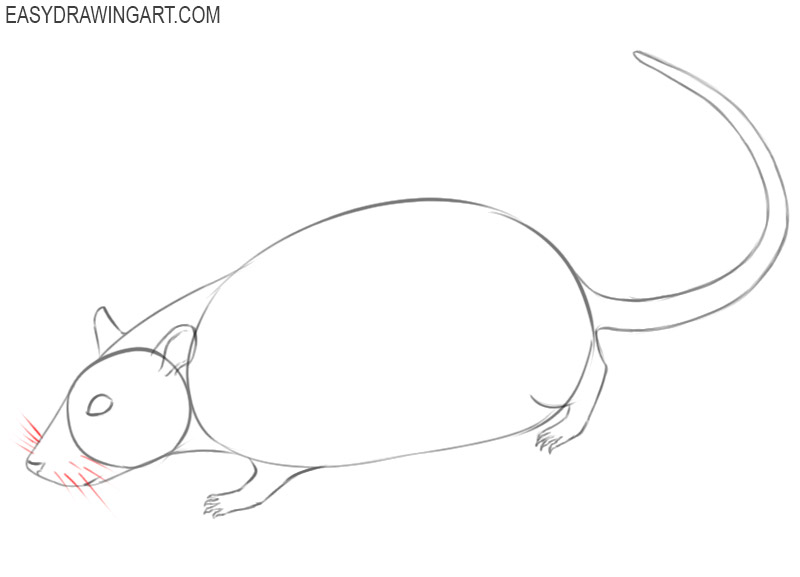 steps on how to draw a rat