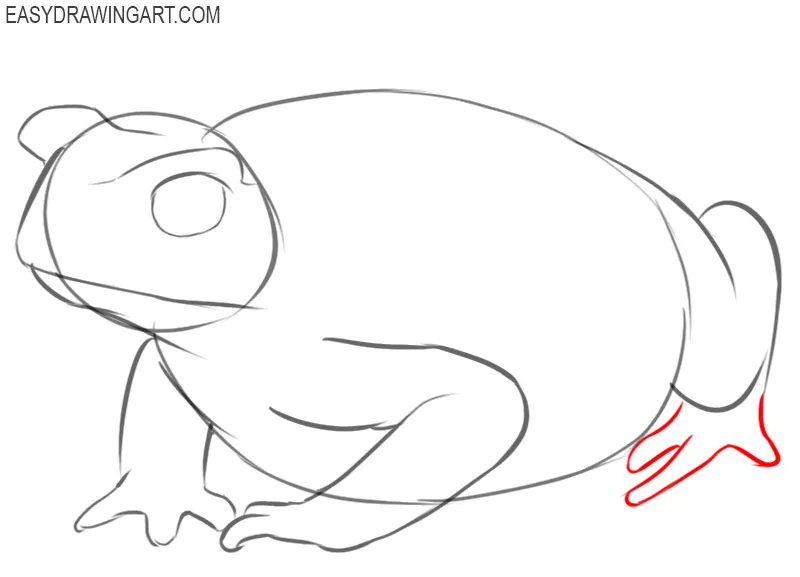 steps on how to draw a toad