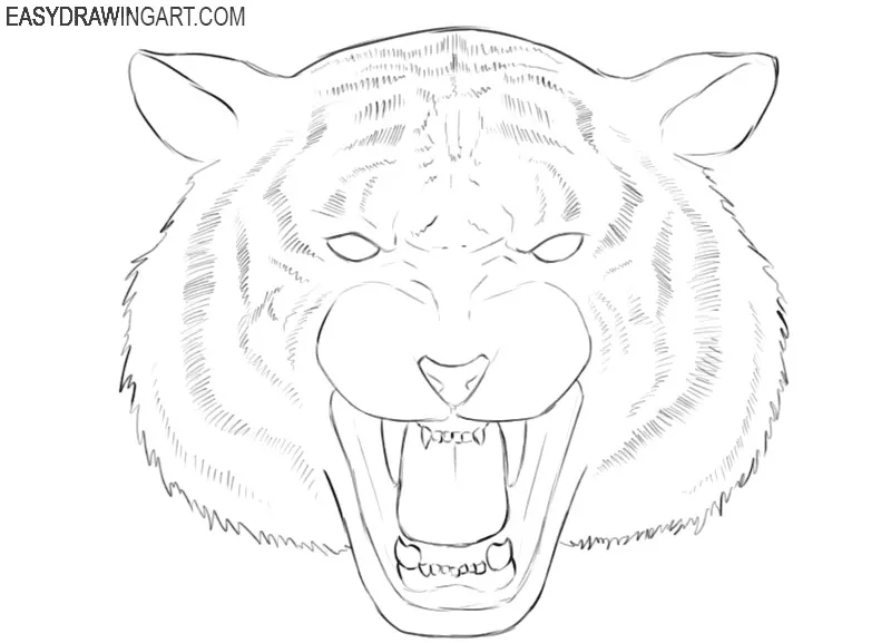 tiger head simple drawing tutorial
