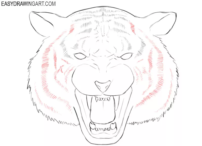 tiger head simple drawing