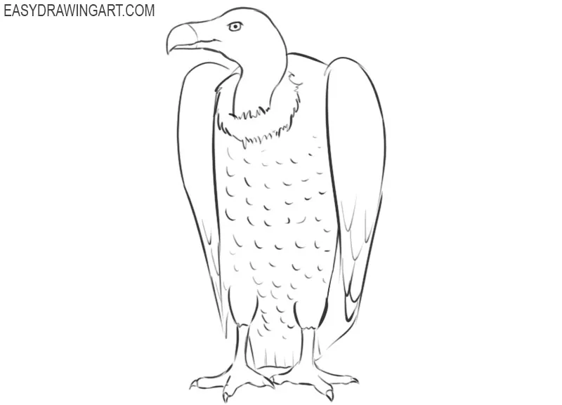 vulture drawing pictures