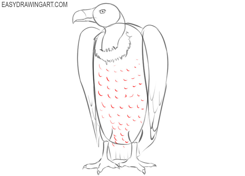 vulture drawing step by step